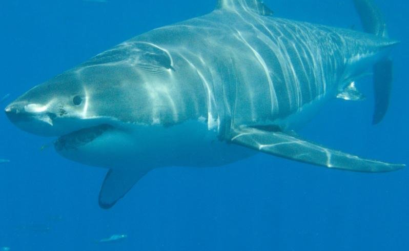  Man Fights for Life After Brutal Shark Attack in WA - Second Image