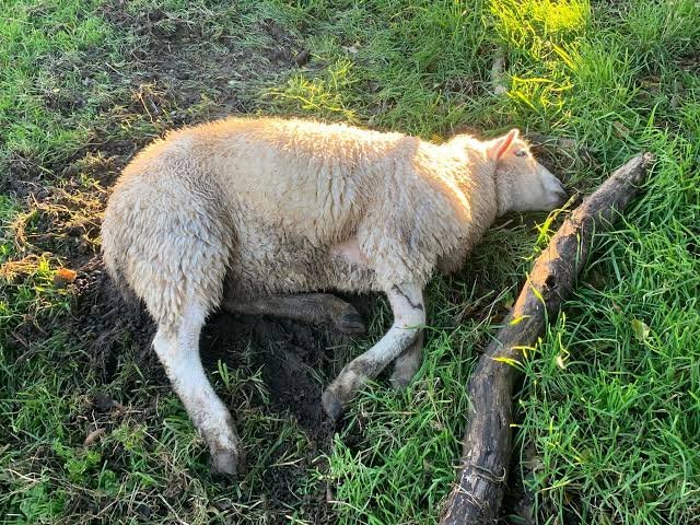 Brutal Sheep Massacre Unleashed On Canberra Farm - Second Image