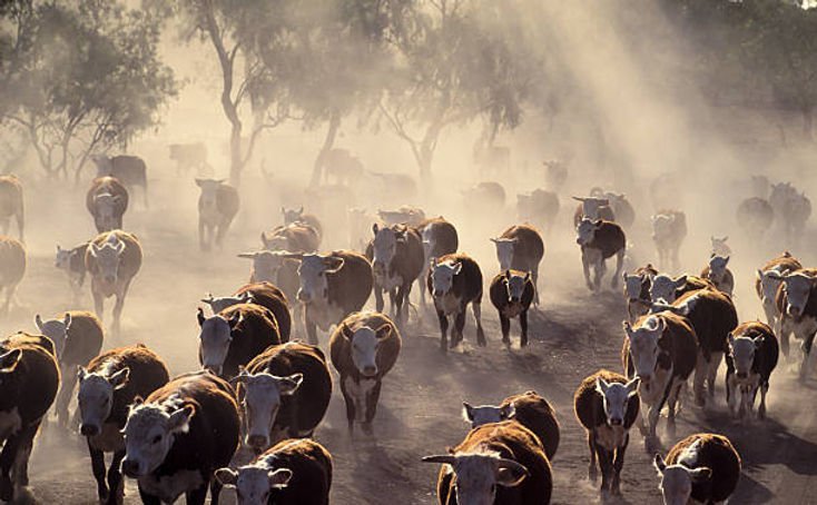 Bushfires Engulf Central Queensland In Deadly Blaze - Second Image