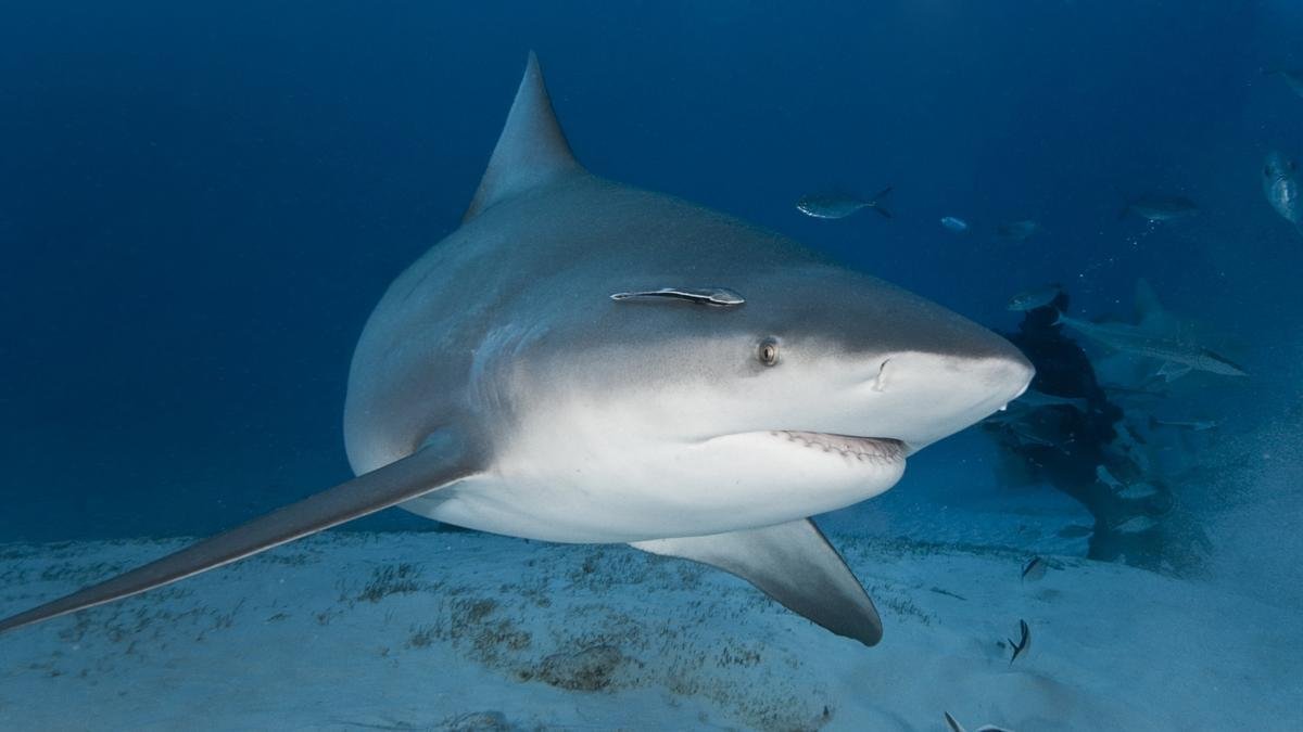 Shark Attack Horror Hits Perth Beach - Second Image