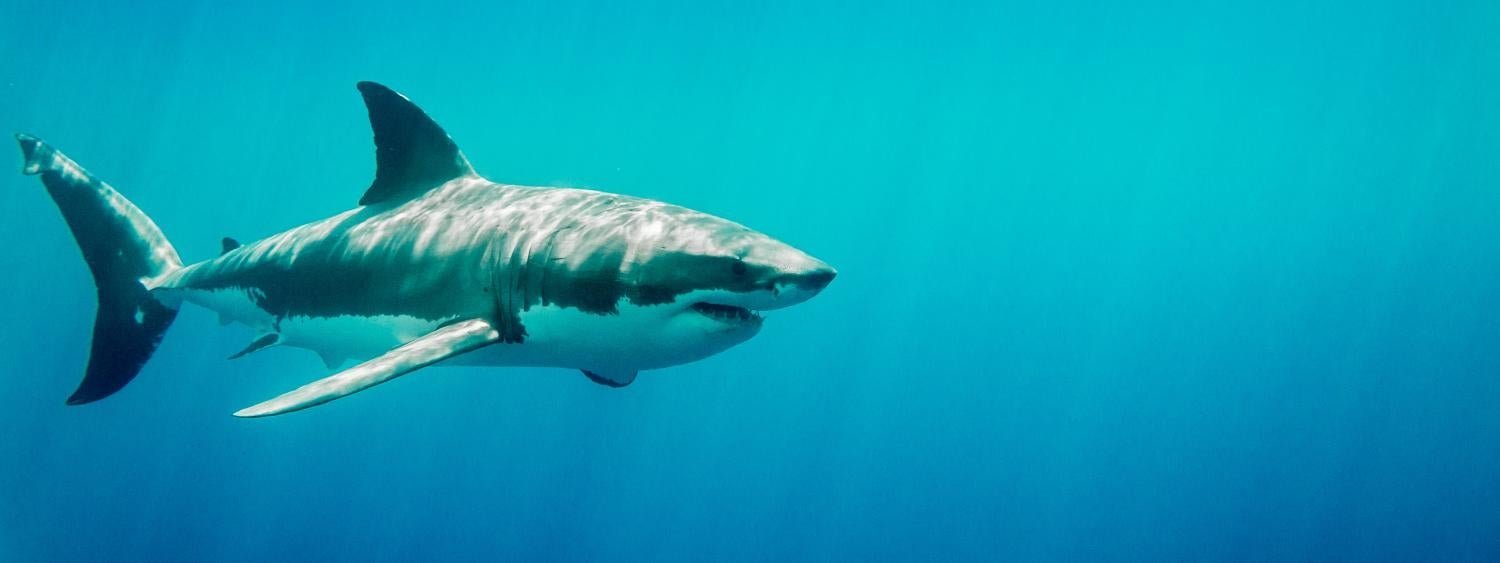 Great White Shark Kills Swimmer On Perth Beach - Second Image