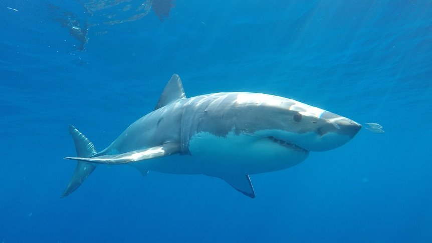 Bloody Shark Attack Kills Swimmer At Sorrento Beach - Second Image