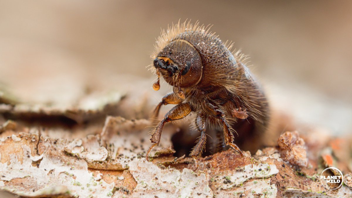 Deadly Fire Ants Invade Sydney Sparks Citywide Red Alert - Second Image