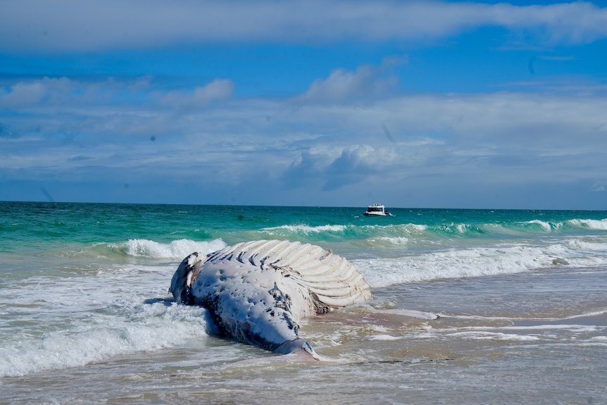 Sharks Terrorize Perth Coast After Whale Carcass Removal - Second Image